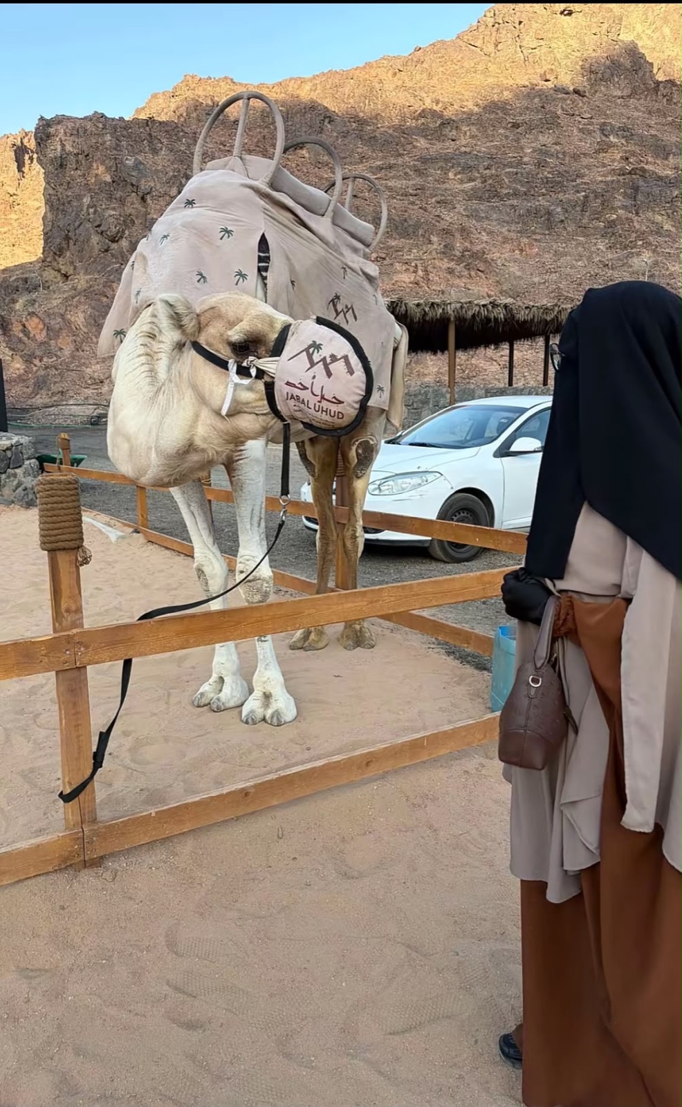 Een kameel bij Jabal Uhud in Medina tijdens de excursie